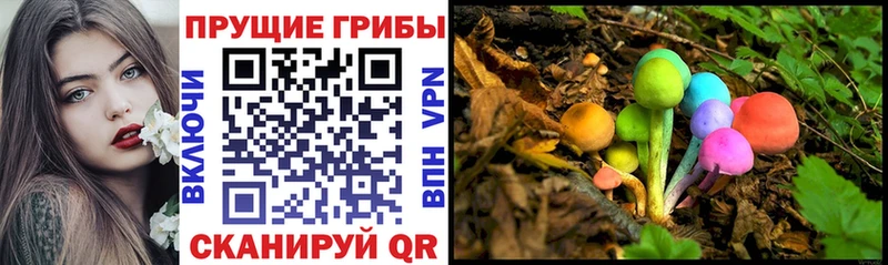 Купить  Новосибирск  Галлюциногенные грибы Psilocybine cubensis 